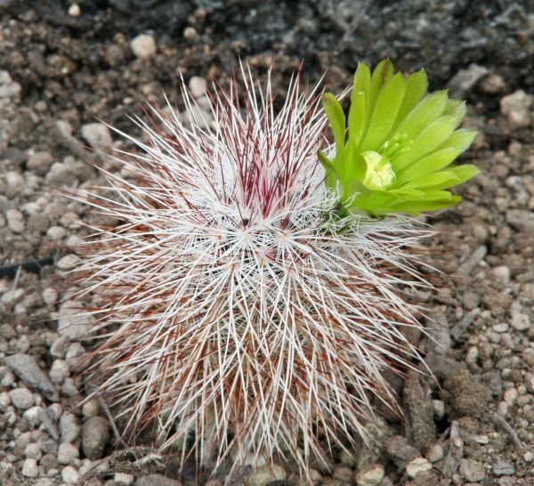 Echinocereus viridiflorus var. canus (Solitario)